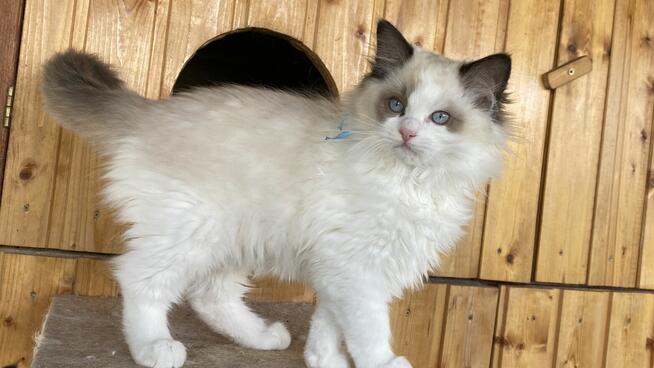 Kotek ragdoll gotowy do odbioru