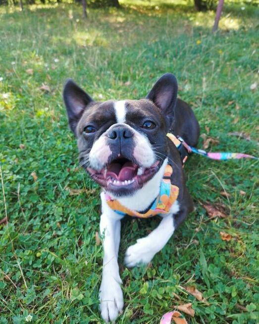 Domowy hotel dla psów Szczecin opieka nad zwierzętami