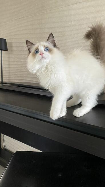 Kotek ragdoll gotowy do odbioru