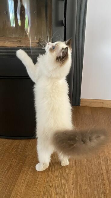 Kotek ragdoll gotowy do odbioru