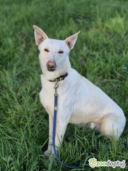 AGUŚ - piękny psiak szuka dobrego domu
