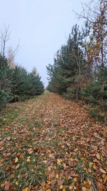 Działka 21.900,00 m2