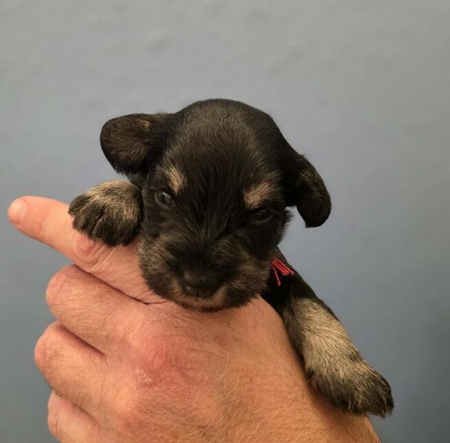 Sznaucer Miniaturowy Czarno-Srebrny ZKwP