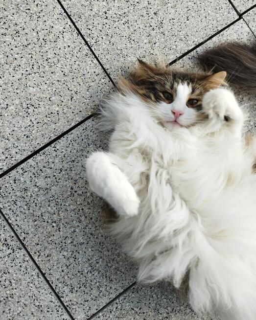 Domowy hotel dla psów Szczecin opieka nad zwierzętami