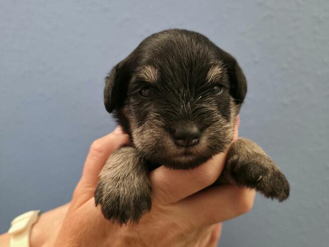 Sznaucer Miniaturowy Czarno-Srebrny ZKwP