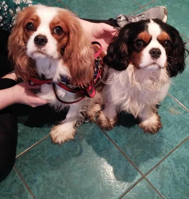 Cavalier King Charles Spaniel