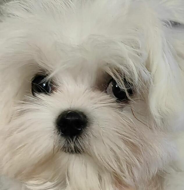 Maltaniczyk z linią Loren