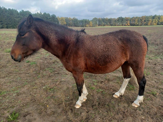 Klacze huculskiena sprzedaż lub wynajem + tegoroczne odsadki