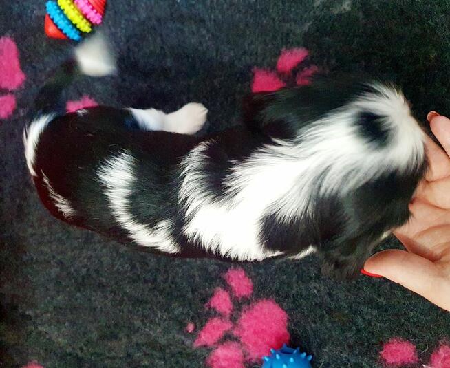 Cavalier King Charles Spaniel