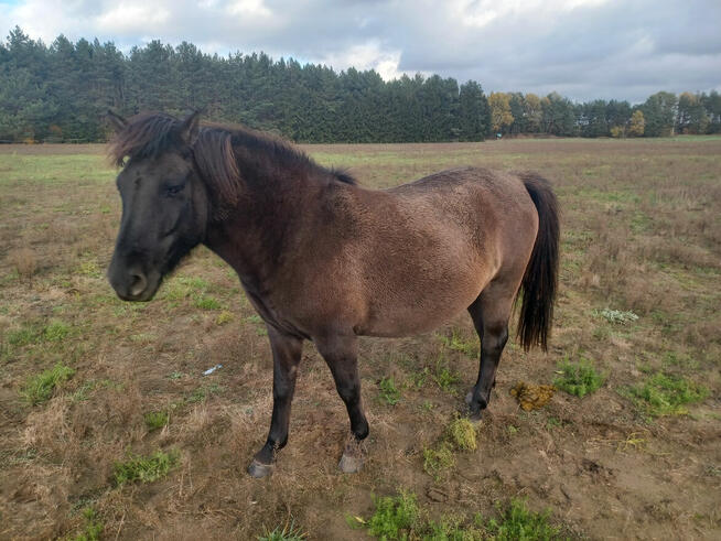 Klacze huculskiena sprzedaż lub wynajem + tegoroczne odsadki