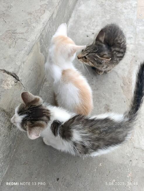 Oddam kociaki możliwy dowóz