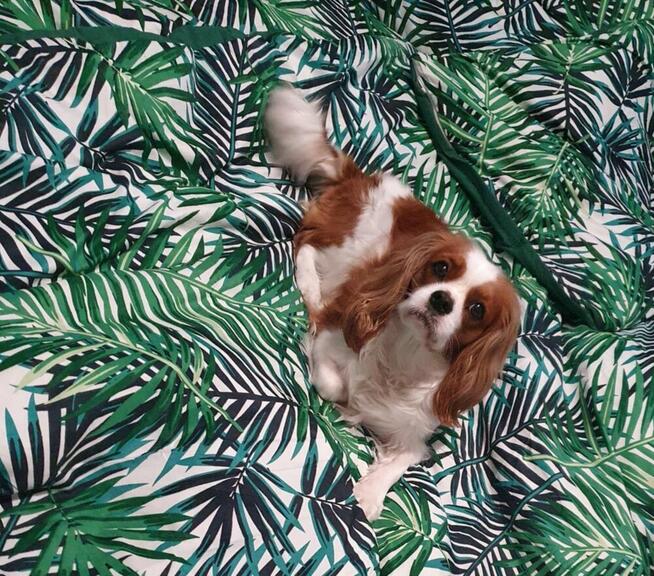 Cavalier King Charles Spaniel