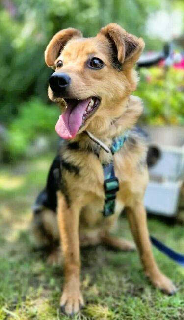 ROZALKA - nieduża, kochana sunia czeka na dom