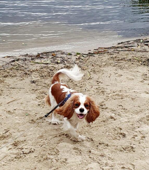 Cavalier King Charles Spaniel