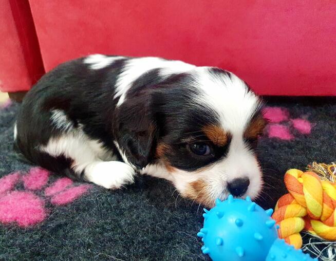 Cavalier King Charles Spaniel