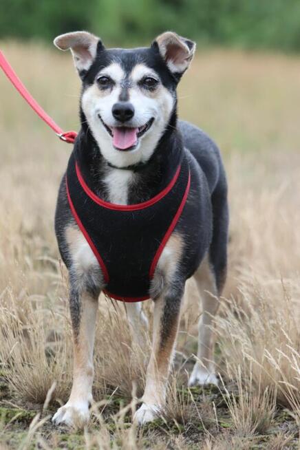 Grzeczna nieśmiała dziewczynka szuka domku pełnego miłości