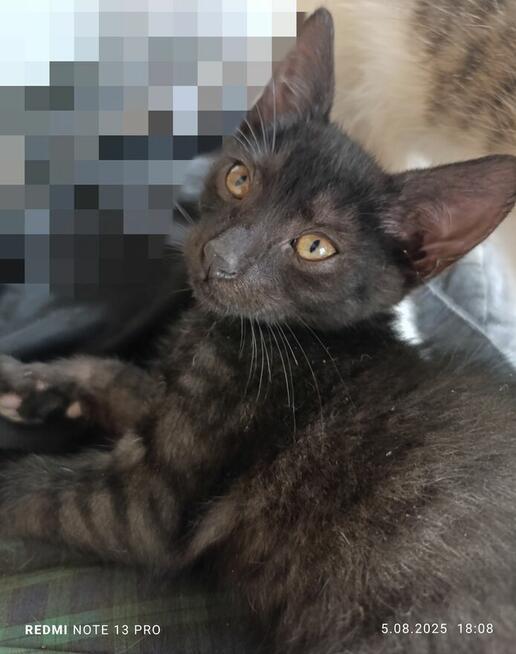 Oddam kociaki możliwy dowóz