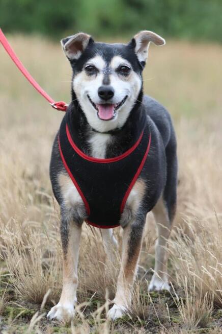 Grzeczna nieśmiała dziewczynka szuka domku pełnego miłości