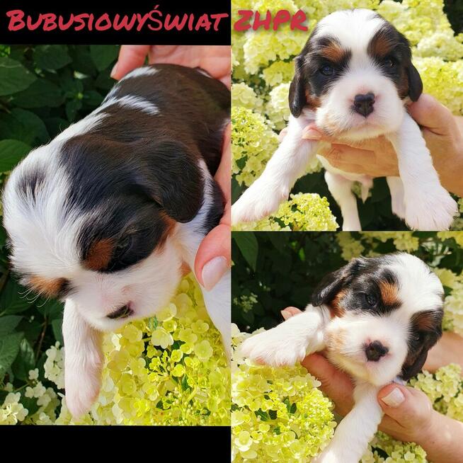 Cavalier King Charles Spaniel