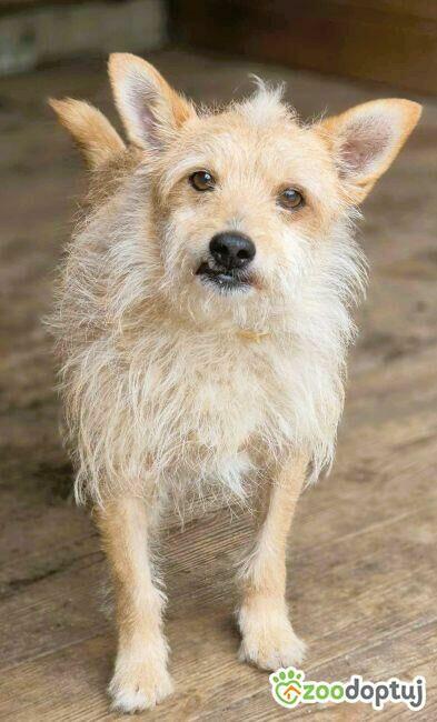 ŻELEK - super psiak, oddany jak popsuta rzecz, szuka domu