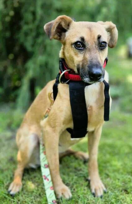 NITKA - delikatna sunia szuka najlepszego domu