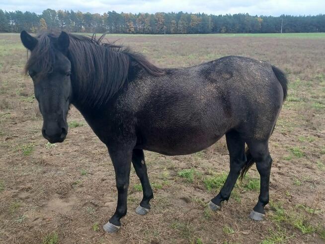 Klacze huculskiena sprzedaż lub wynajem + tegoroczne odsadki