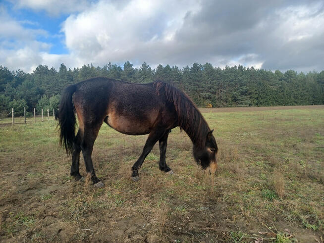 Klacze huculskiena sprzedaż lub wynajem + tegoroczne odsadki