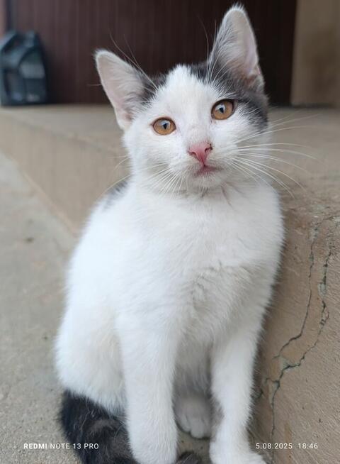 Oddam kociaki możliwy dowóz