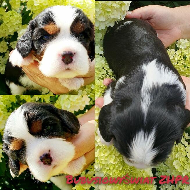 Cavalier King Charles Spaniel