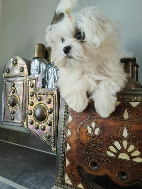 Maltaniczyk z linią Loren