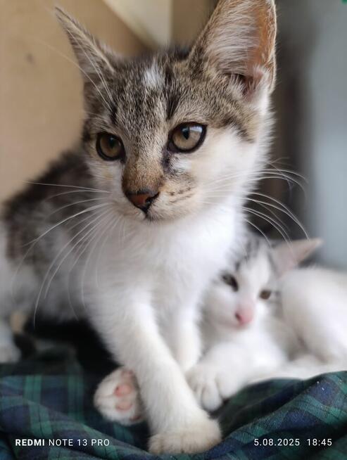 Oddam kociaki możliwy dowóz