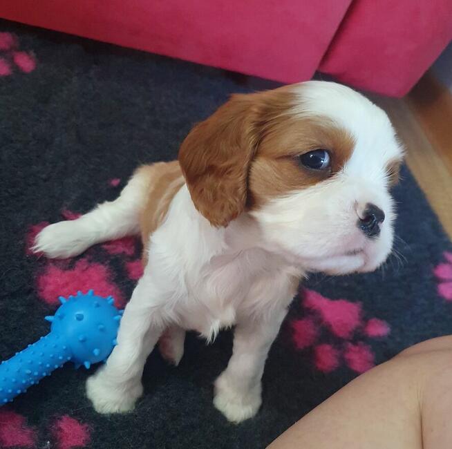Cavalier King Charles Spaniel