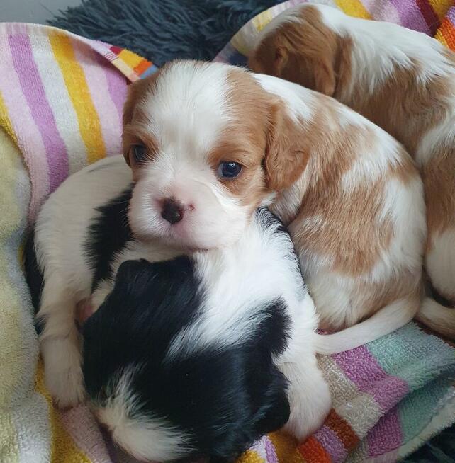 Cavalier King Charles Spaniel