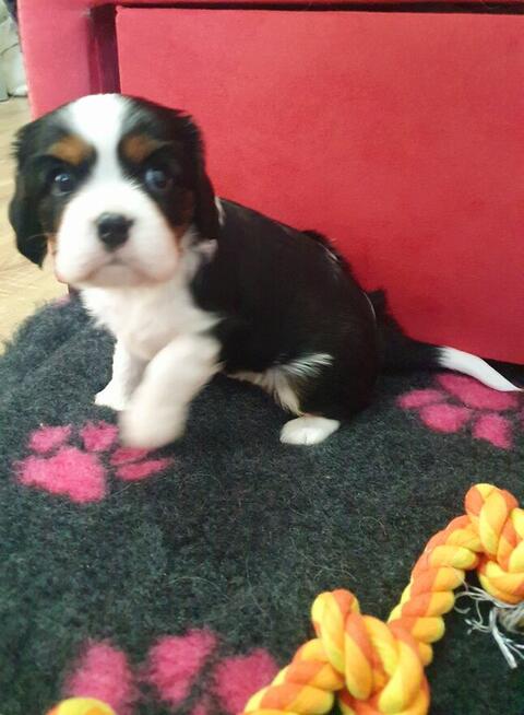 Cavalier King Charles Spaniel