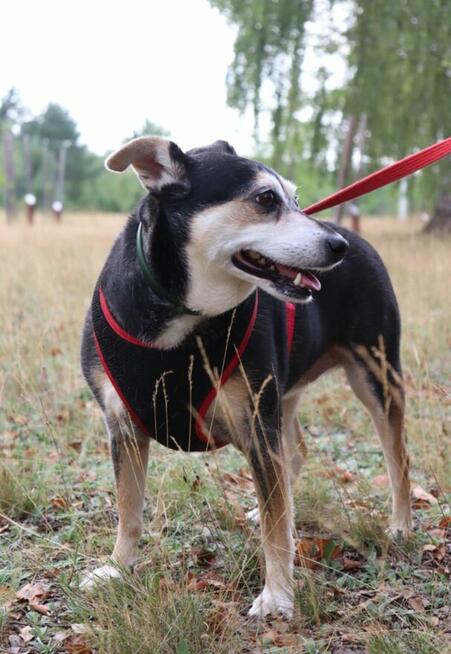 Grzeczna nieśmiała dziewczynka szuka domku pełnego miłości
