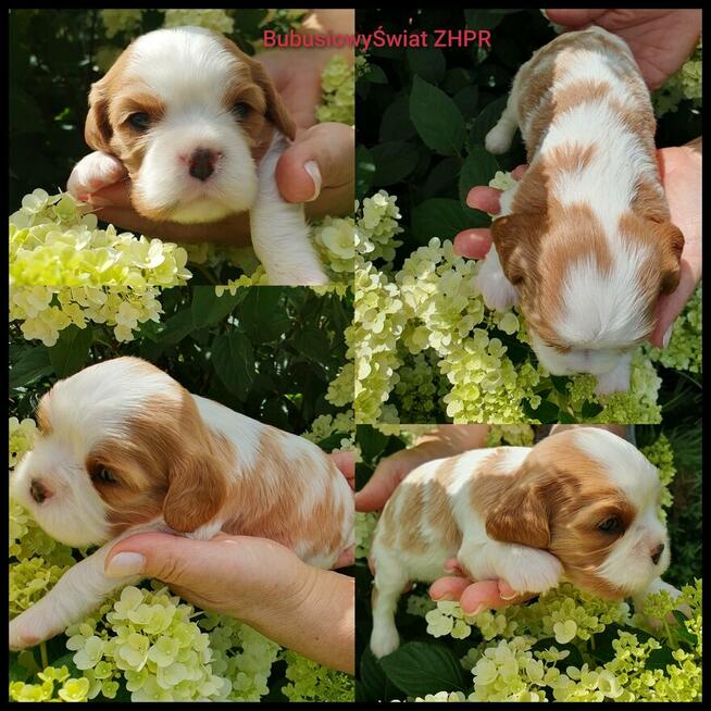 Cavalier King Charles Spaniel
