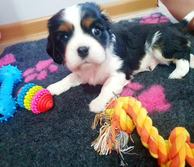 Cavalier King Charles Spaniel