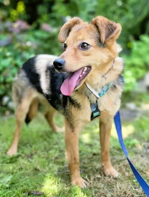 ROZALKA - nieduża, kochana sunia czeka na dom