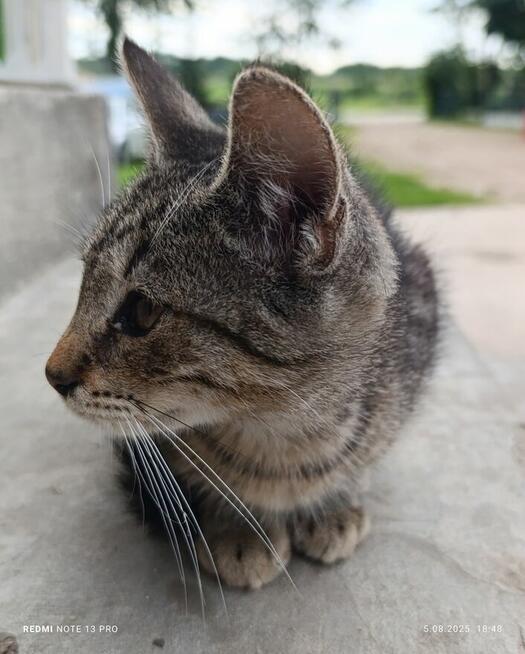 Oddam kociaki możliwy dowóz