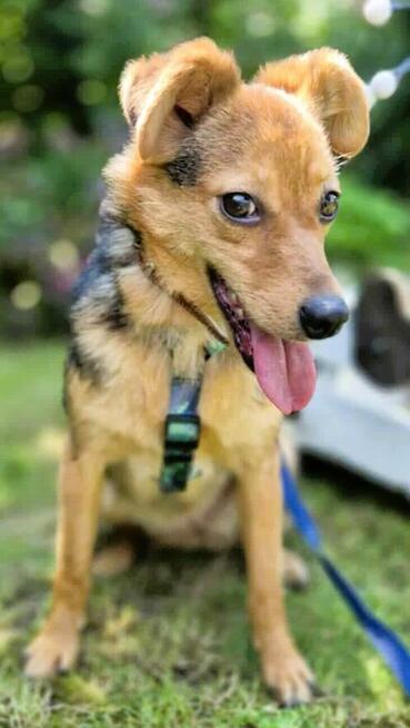 ROZALKA - nieduża, kochana sunia czeka na dom