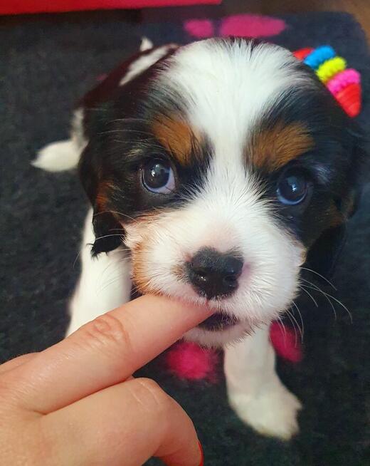 Cavalier King Charles Spaniel