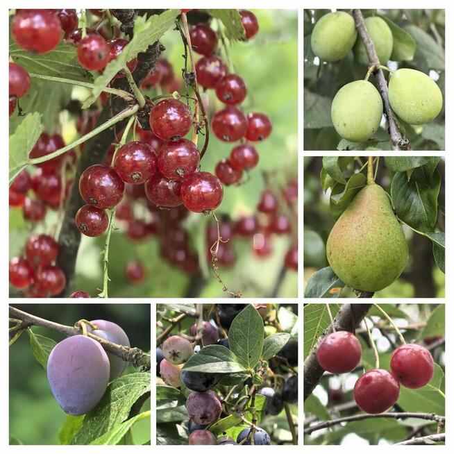Działka Budowlana z garażem i domkiem letniskowym TRZYCIĄŻ