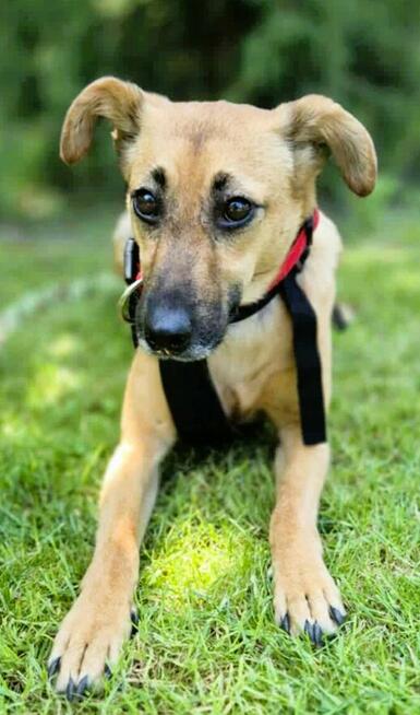 NITKA - delikatna sunia szuka najlepszego domu