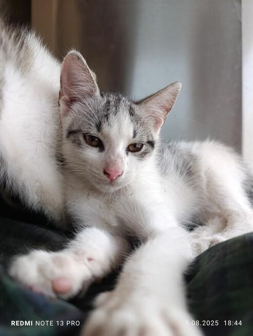 Oddam kociaki możliwy dowóz