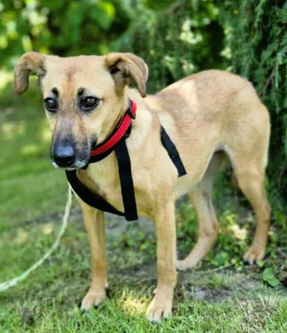 NITKA - delikatna sunia szuka najlepszego domu