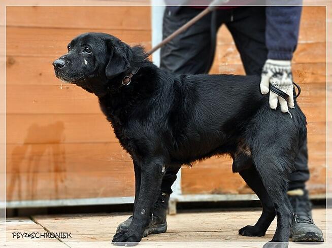 Hans – pragnienia takich psów się nie spełniają, a może?