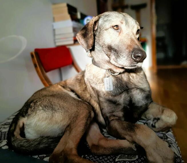 KORNEL - kochany, wrażliwy psiak szuka domu na zawsze