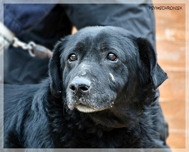 Hans – pragnienia takich psów się nie spełniają, a może?