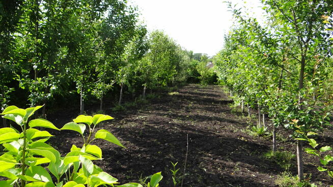 Piła Działka ROD 448m2 Różyckiego