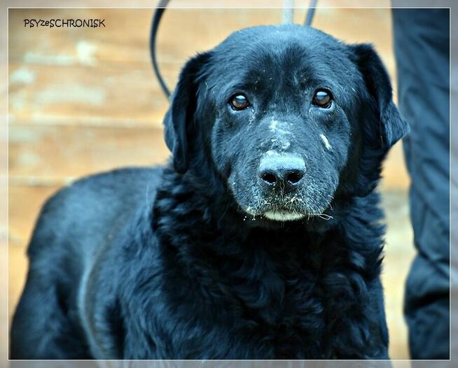 Hans – pragnienia takich psów się nie spełniają, a może?